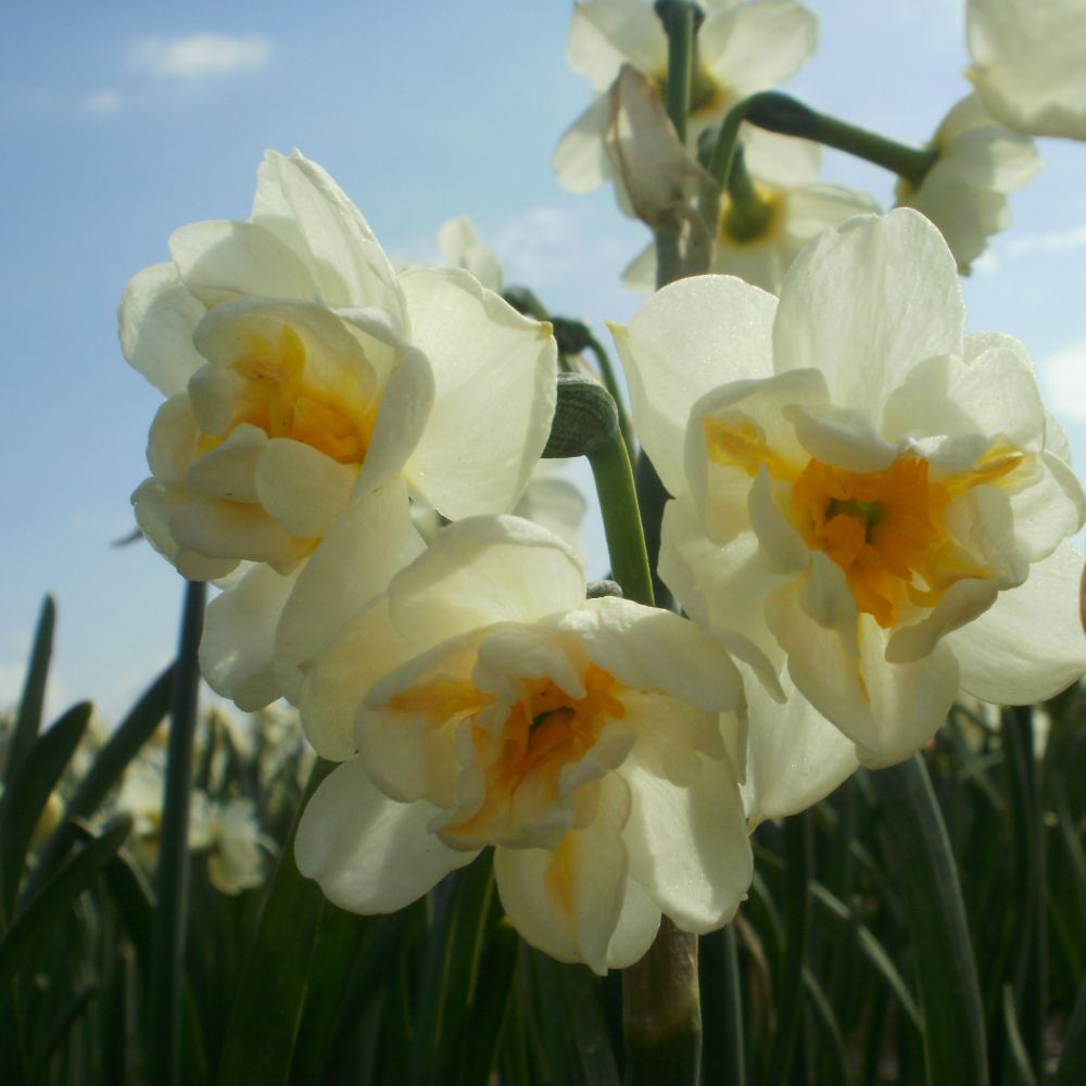 Narcissus Bridal Crown 10 st. BIO