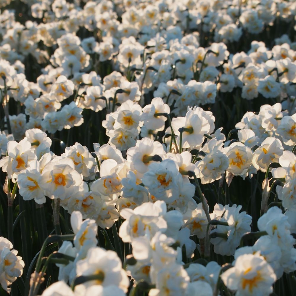 Narcissus Bridal Crown 10 st. BIO