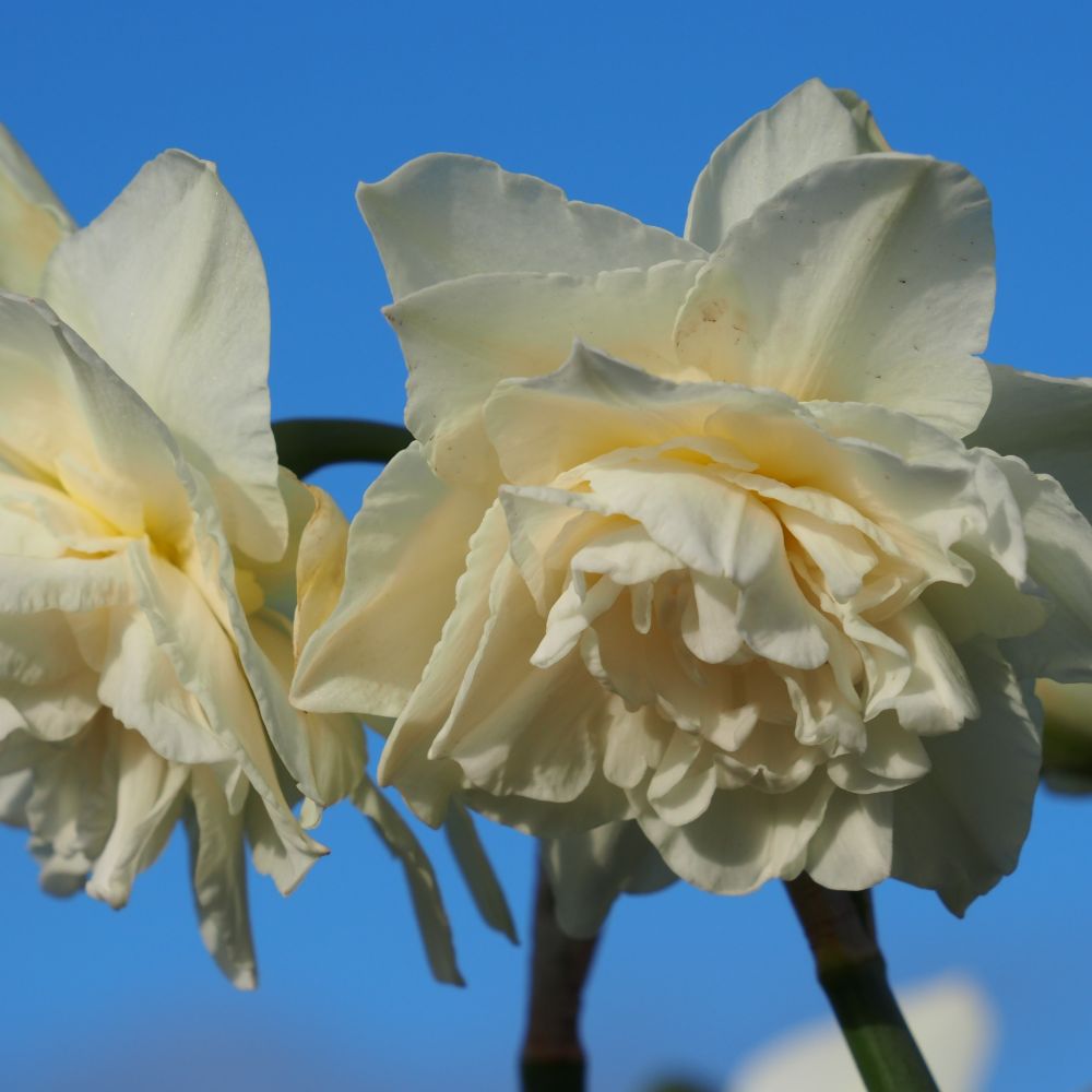 Narcissus Calgary 10 st. BIO