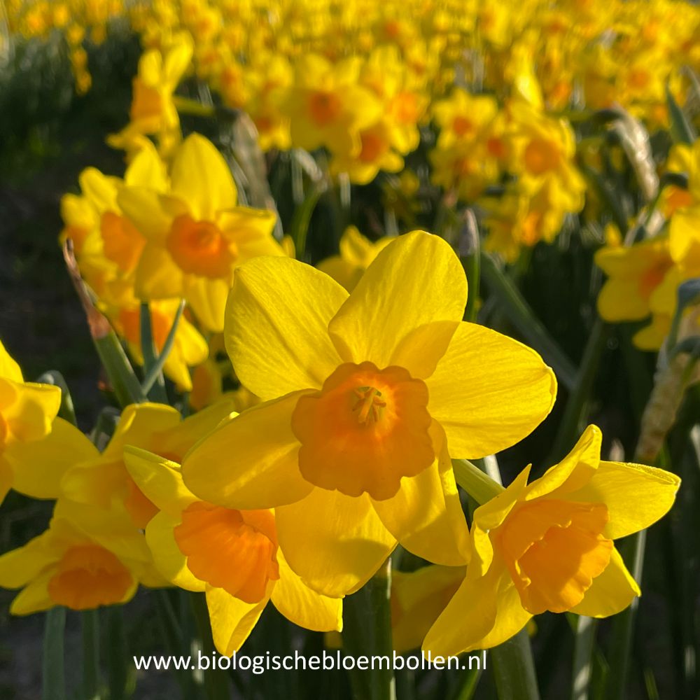Narcissus Garden Opera 10 st. BIO