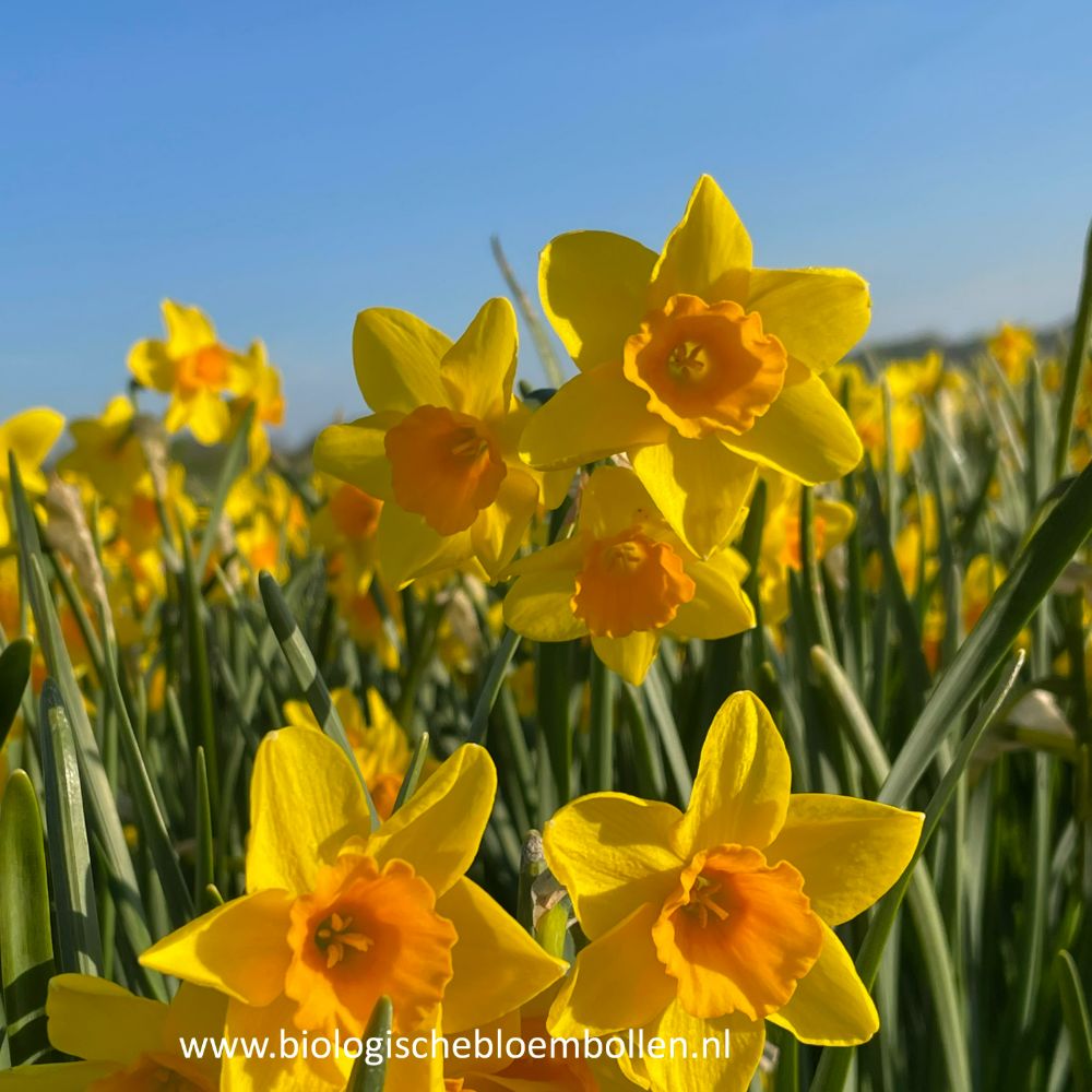 Narcissus Garden Opera 10 st. BIO