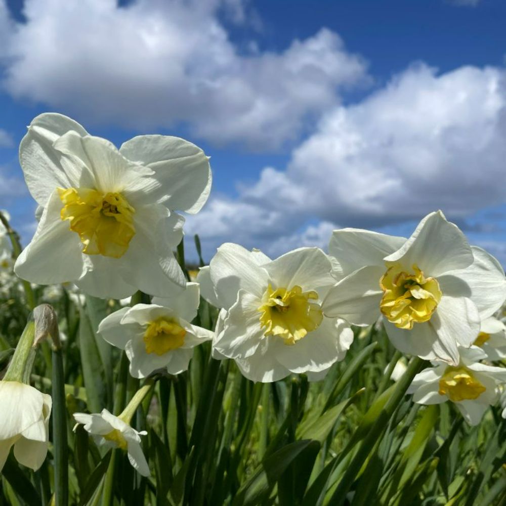 Narcissus Papillon Blanc 10 st. BIO