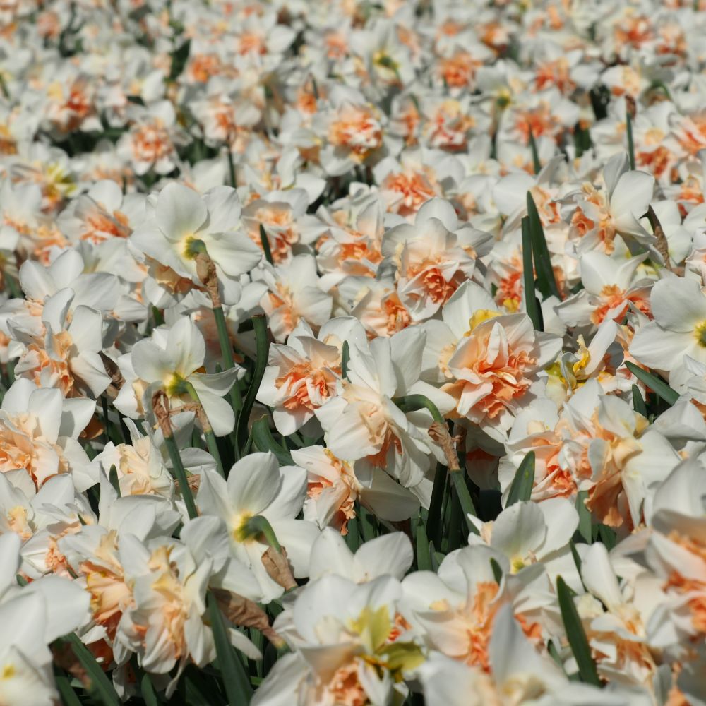 Narcissus Replete 10 st. BIO