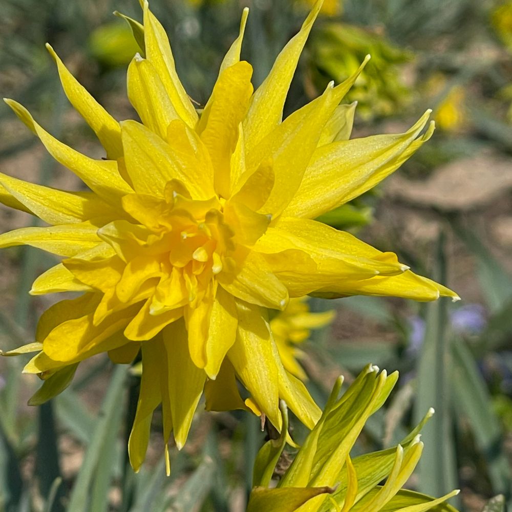 Narcissus Rip van Winkle 10 st. BIO