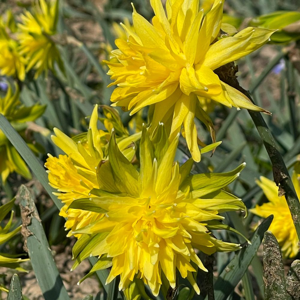 Narcissus Rip van Winkle 10 st. BIO