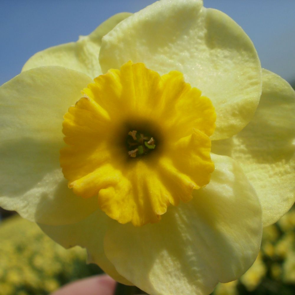 Narcissus Sundisc 10 st. BIO