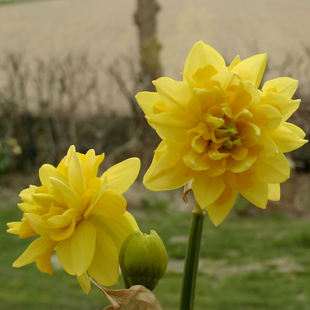 Narcissus Tête Rosette 10 st. BIO