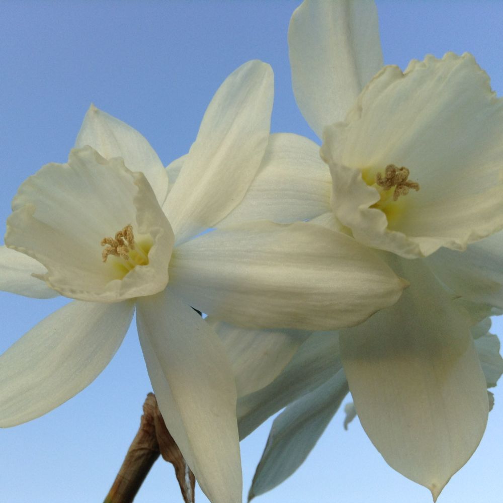 Narcissus Triandrus Thalia 10 st. BIO