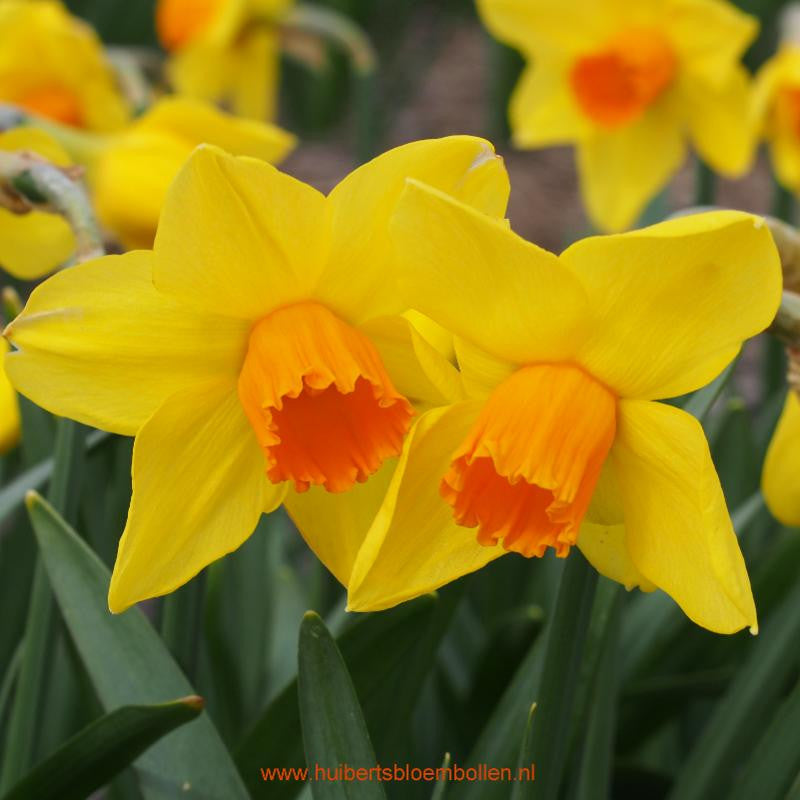 Narcissus Brackenhurst 10 st. BIO