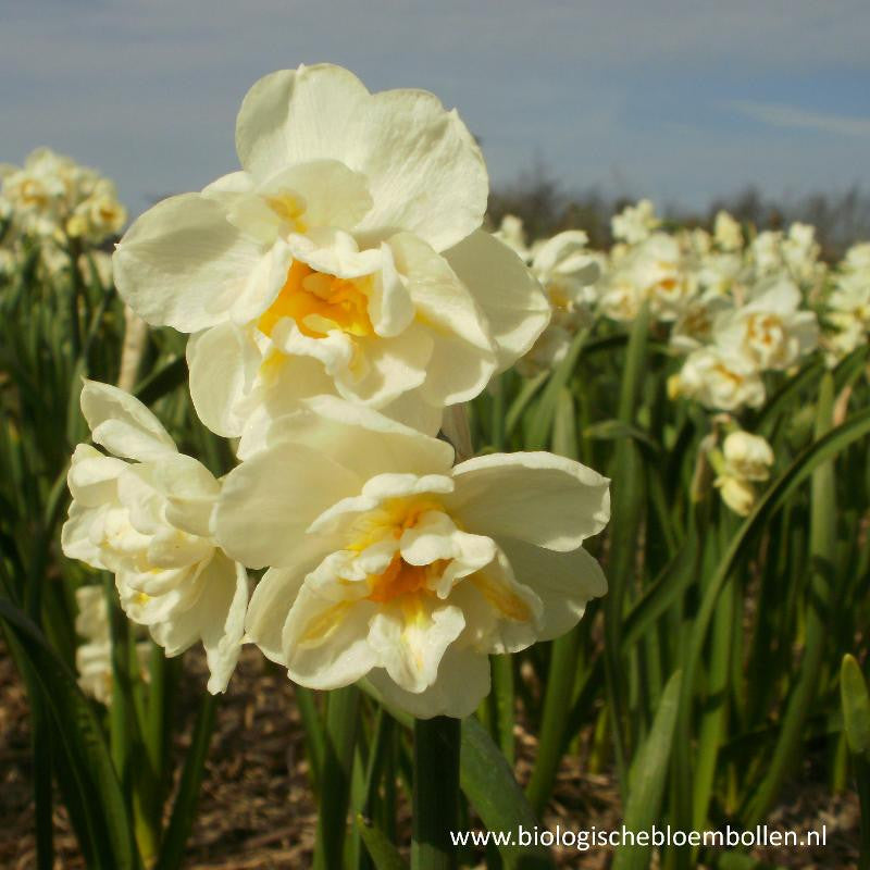 Narcissus Bridal Crown 10 st. BIO