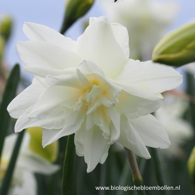 Narcissus Calgary 10 st. BIO