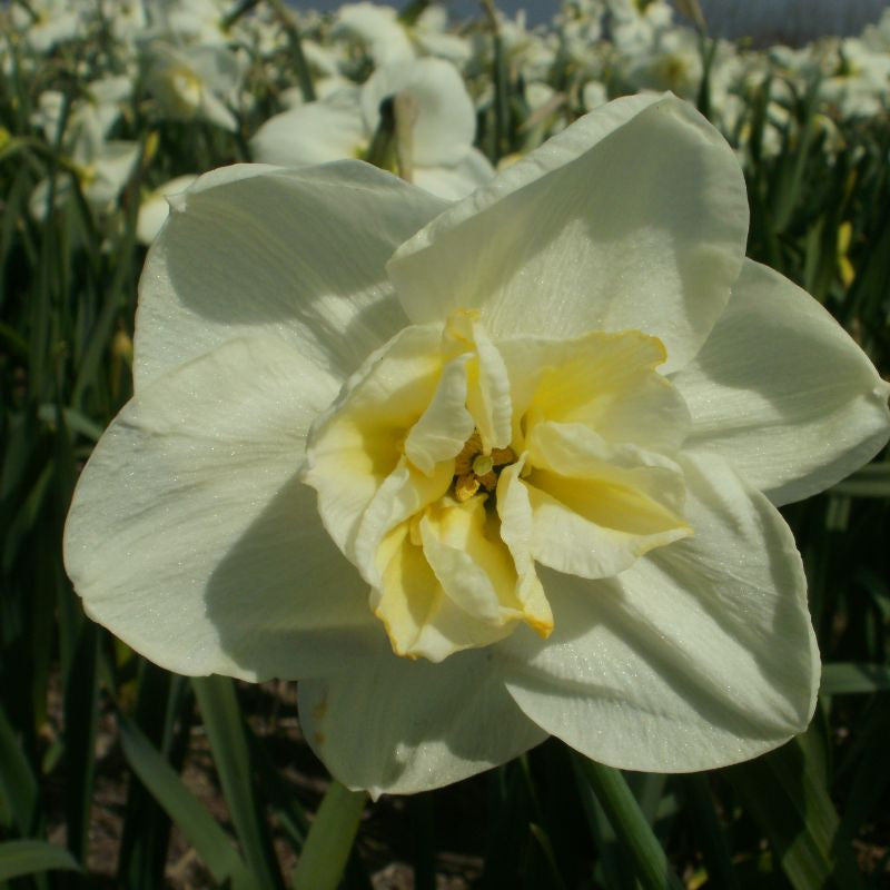 Narcissus Papillon Blanc 10 st. BIO