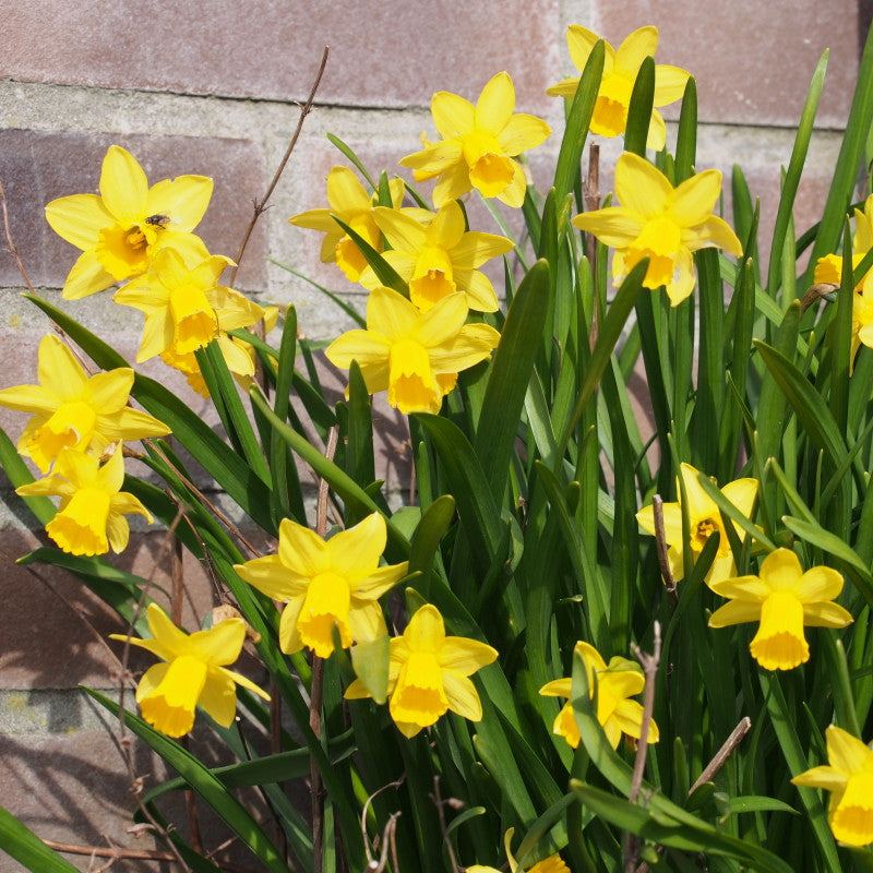 Narcissus Tête-à-Tête 10 st. BIO