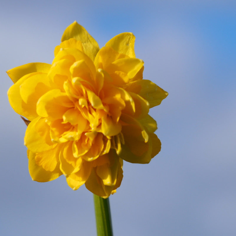 Narcissus Tête Rosette 10 st. BIO