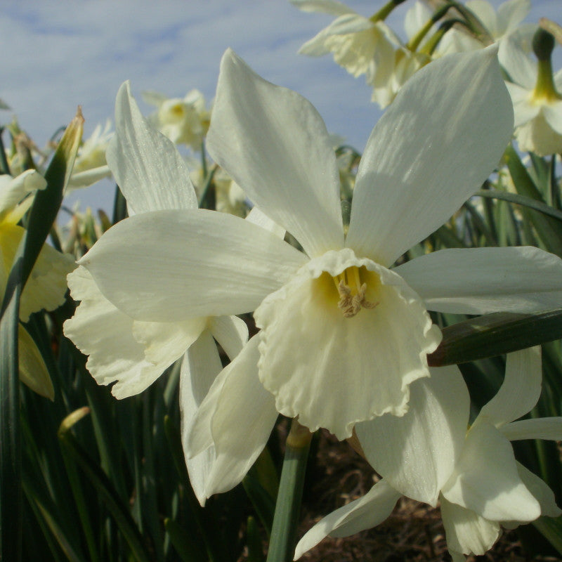 Narcissus Triandrus Thalia 10 st. BIO