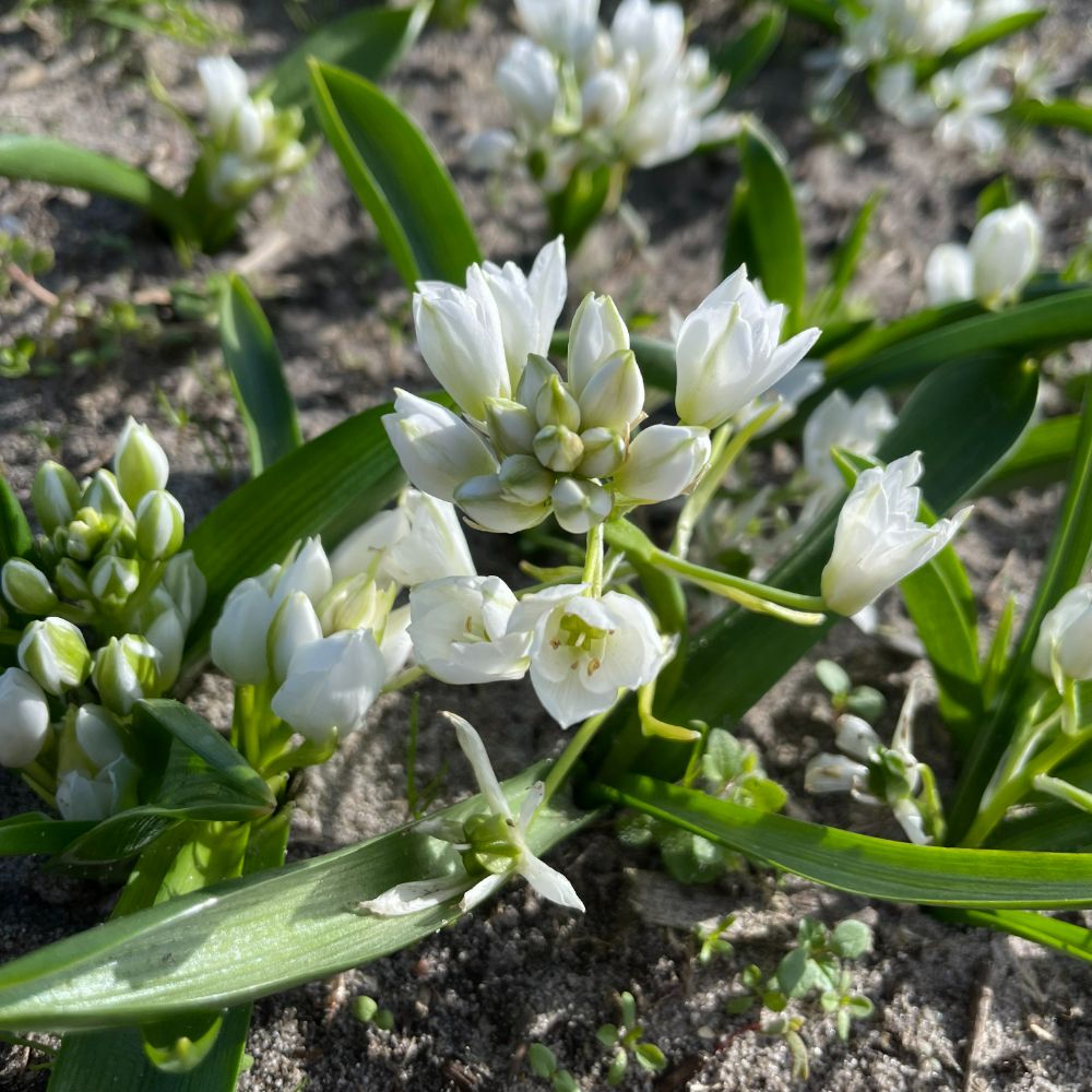 Ornithogalum White Trophy 10 st. BIO