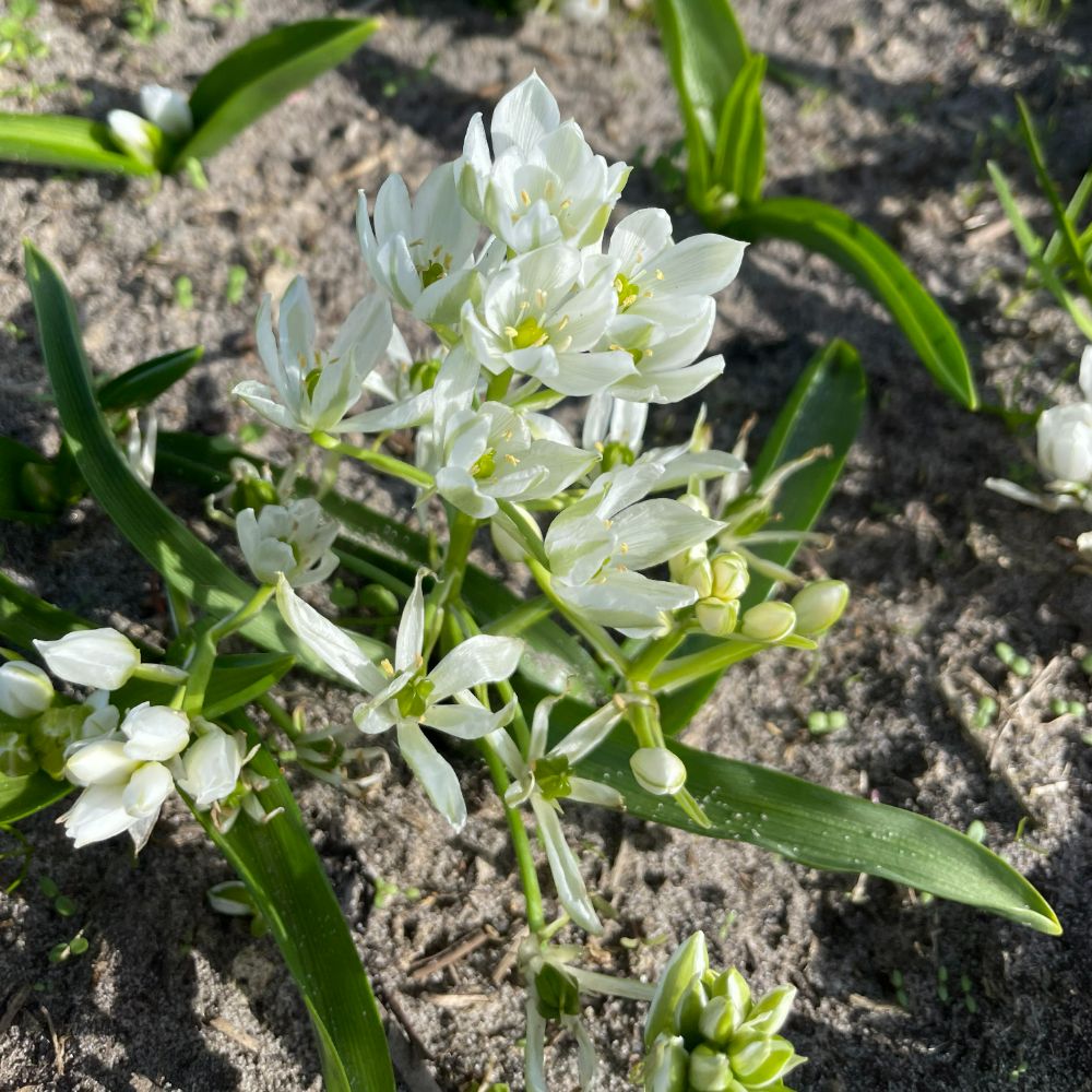 Ornithogalum White Trophy 10 st. BIO