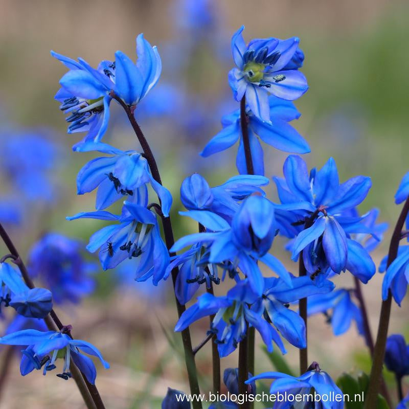 Scilla Siberica 10 st. BIO