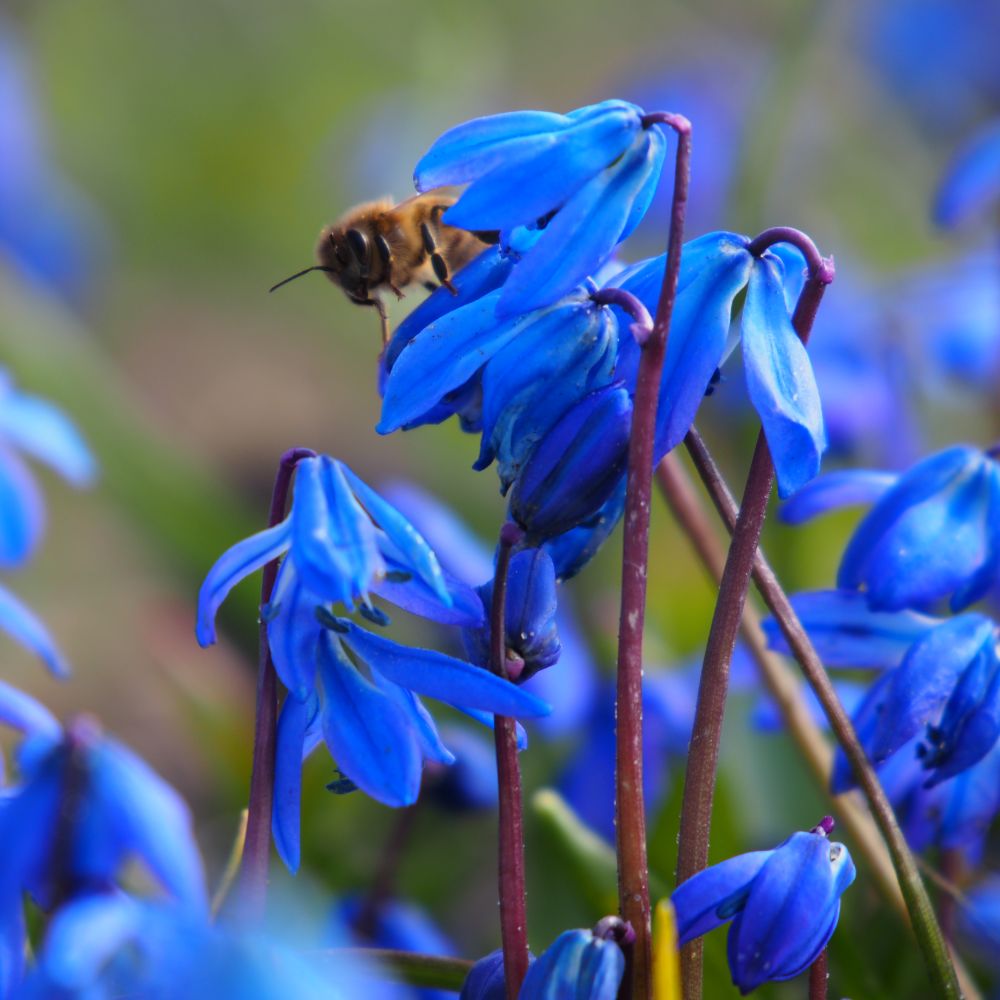 Scilla Siberica 10 st. BIO