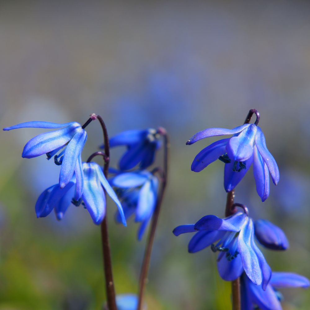 Scilla Siberica 10 st. BIO