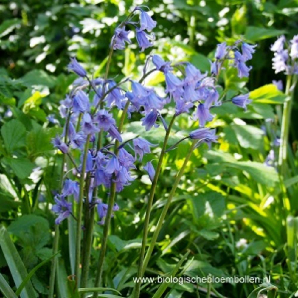Scilla Nutans 5 st. BIO