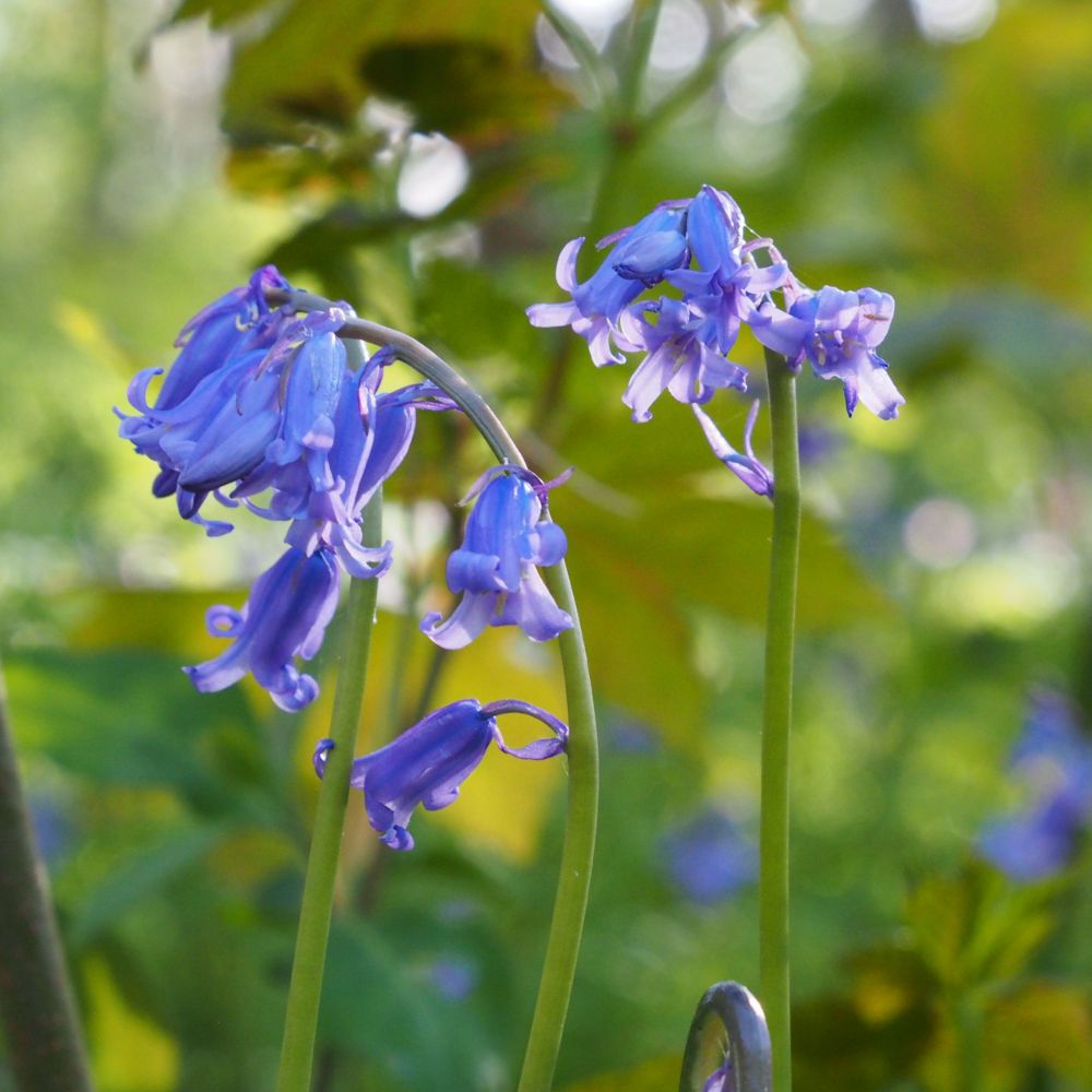 Scilla Nutans 5 st. BIO