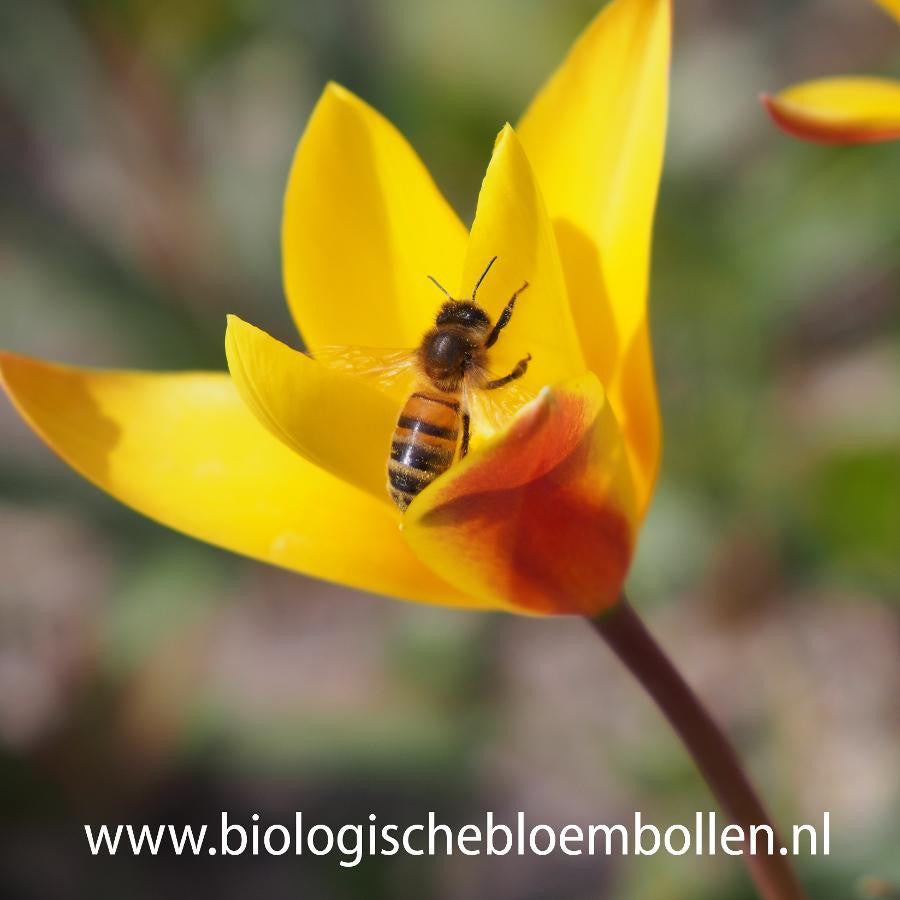 Tulipa Clusiana 10 st. BIO