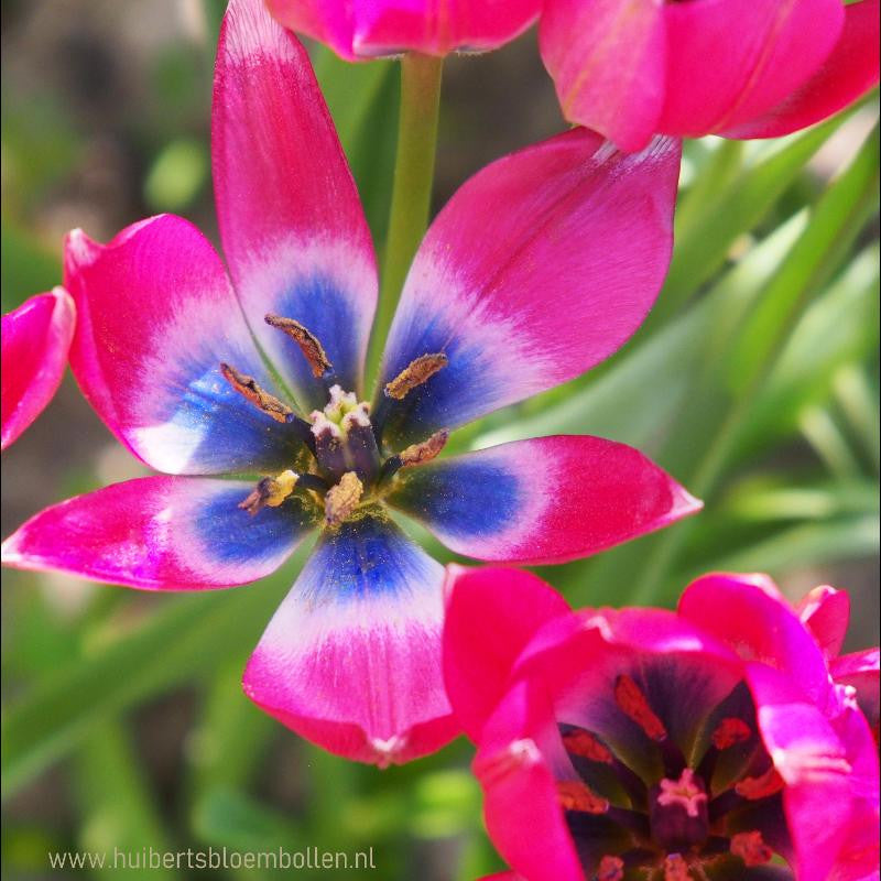Tulipa Little Beauty 10 st. BIO