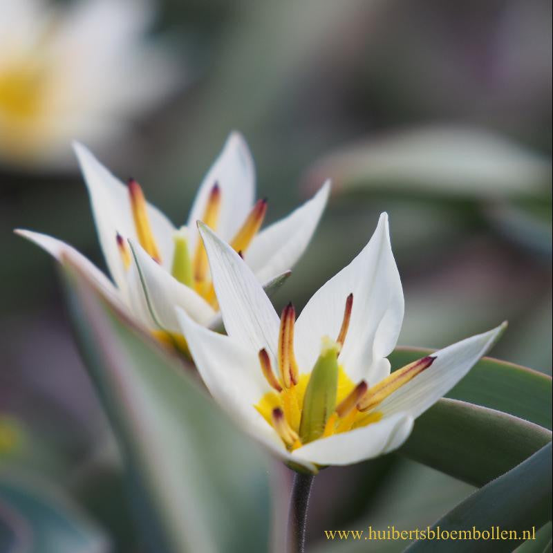 Tulipa Turkestanica 10 st. BIO