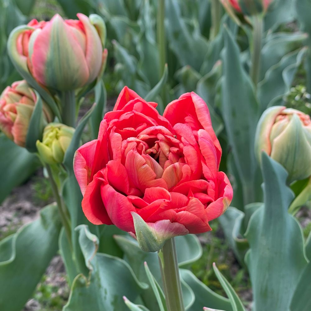 Tulipa Andante 10 st. BIO