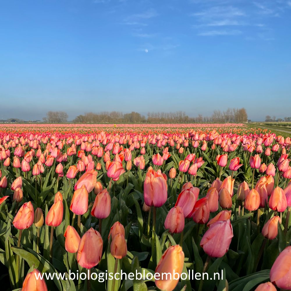 Tulipa Apricot Impression 10 st. BIO