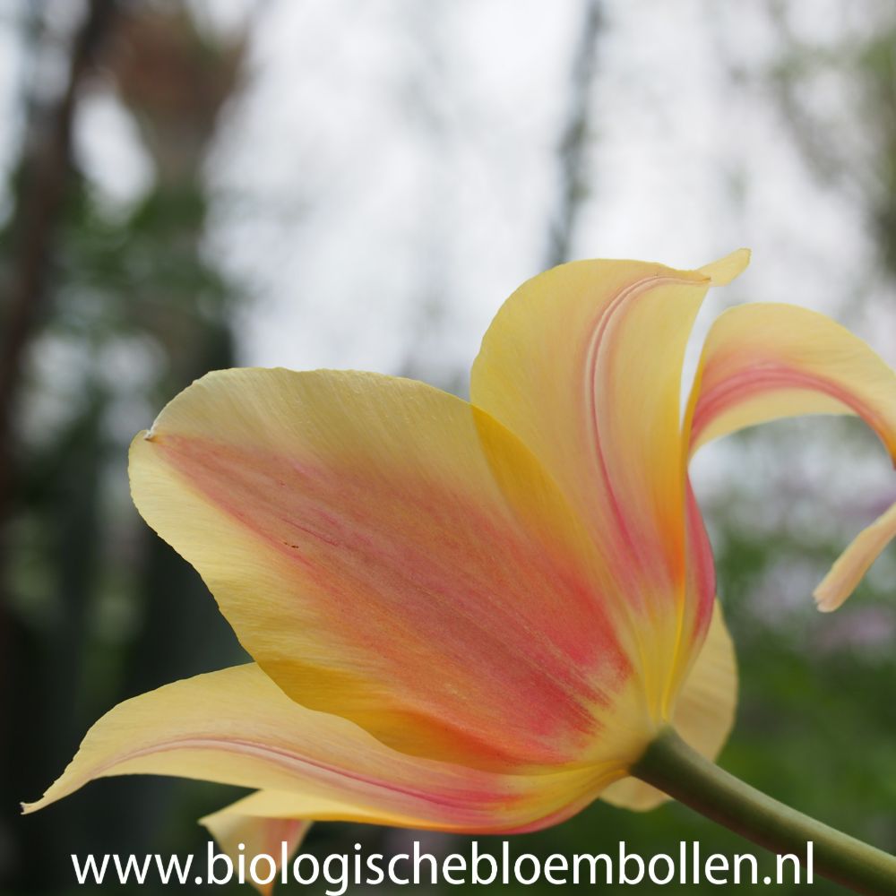 Tulipa Blushing Lady 10 st. BIO
