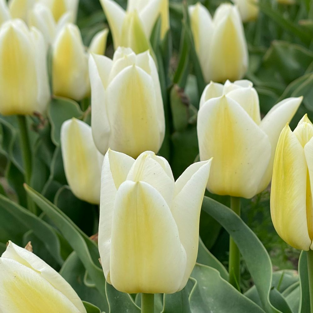 Tulipa Calgary 10 st. BIO