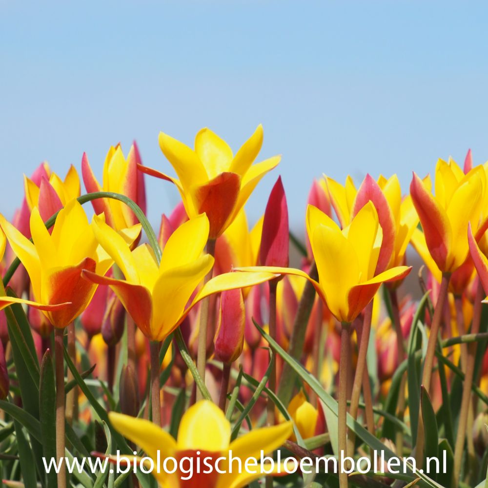 Tulipa Clusiana 10 st. BIO
