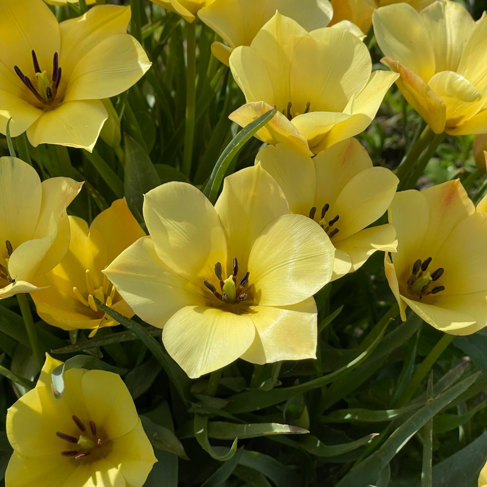 Tulipa Yellow Jewel 10 st. BIO