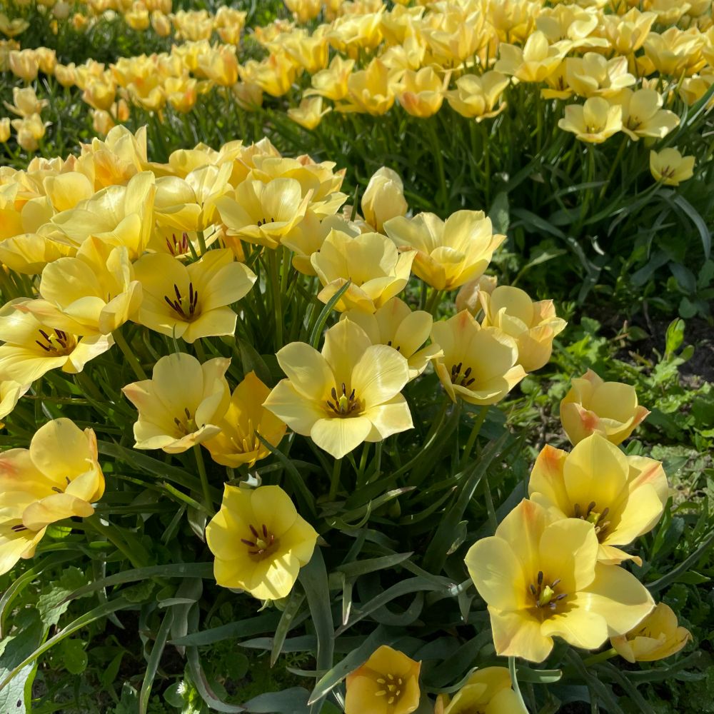 Tulipa Yellow Jewel 10 st. BIO