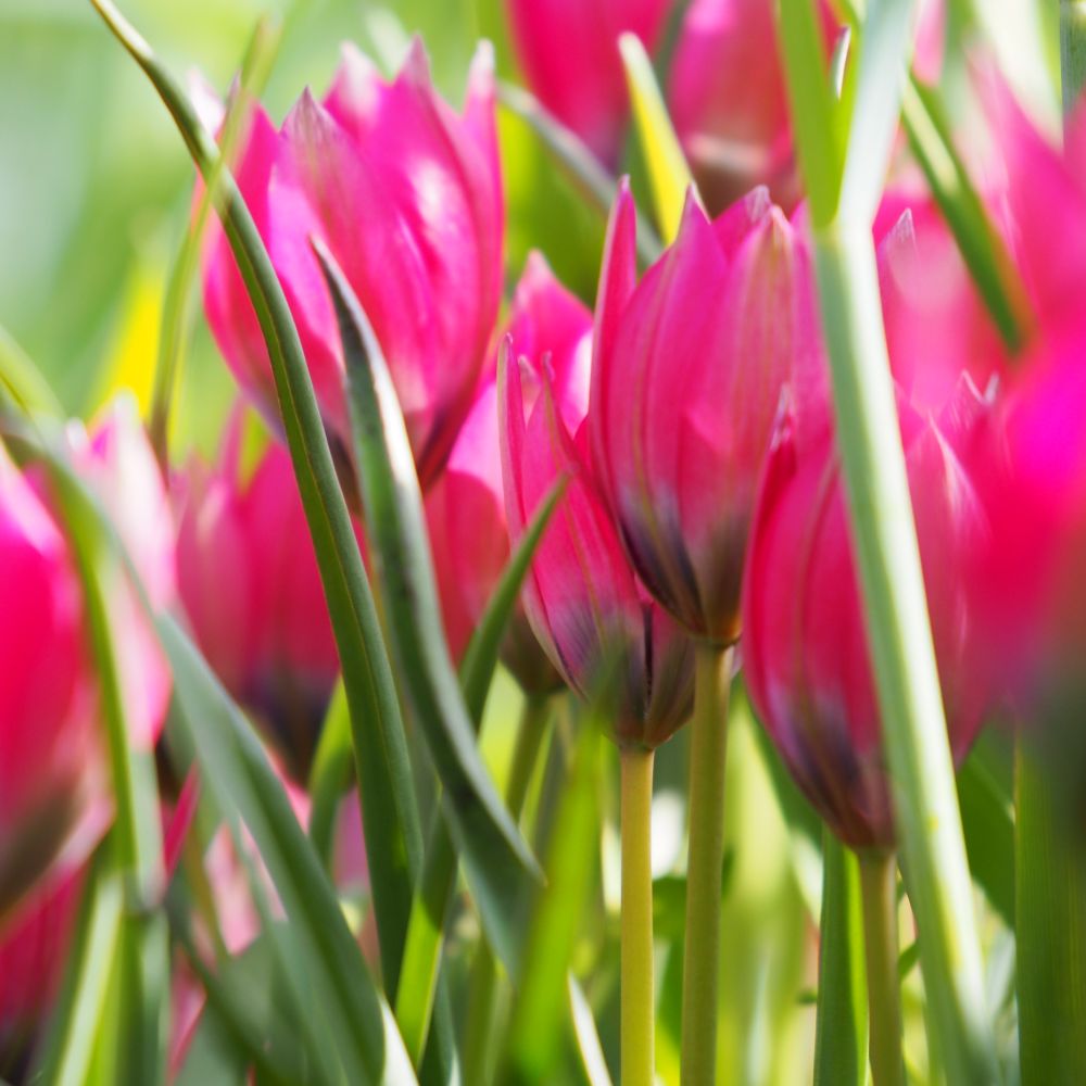 Tulipa Little Beauty 10 st. BIO