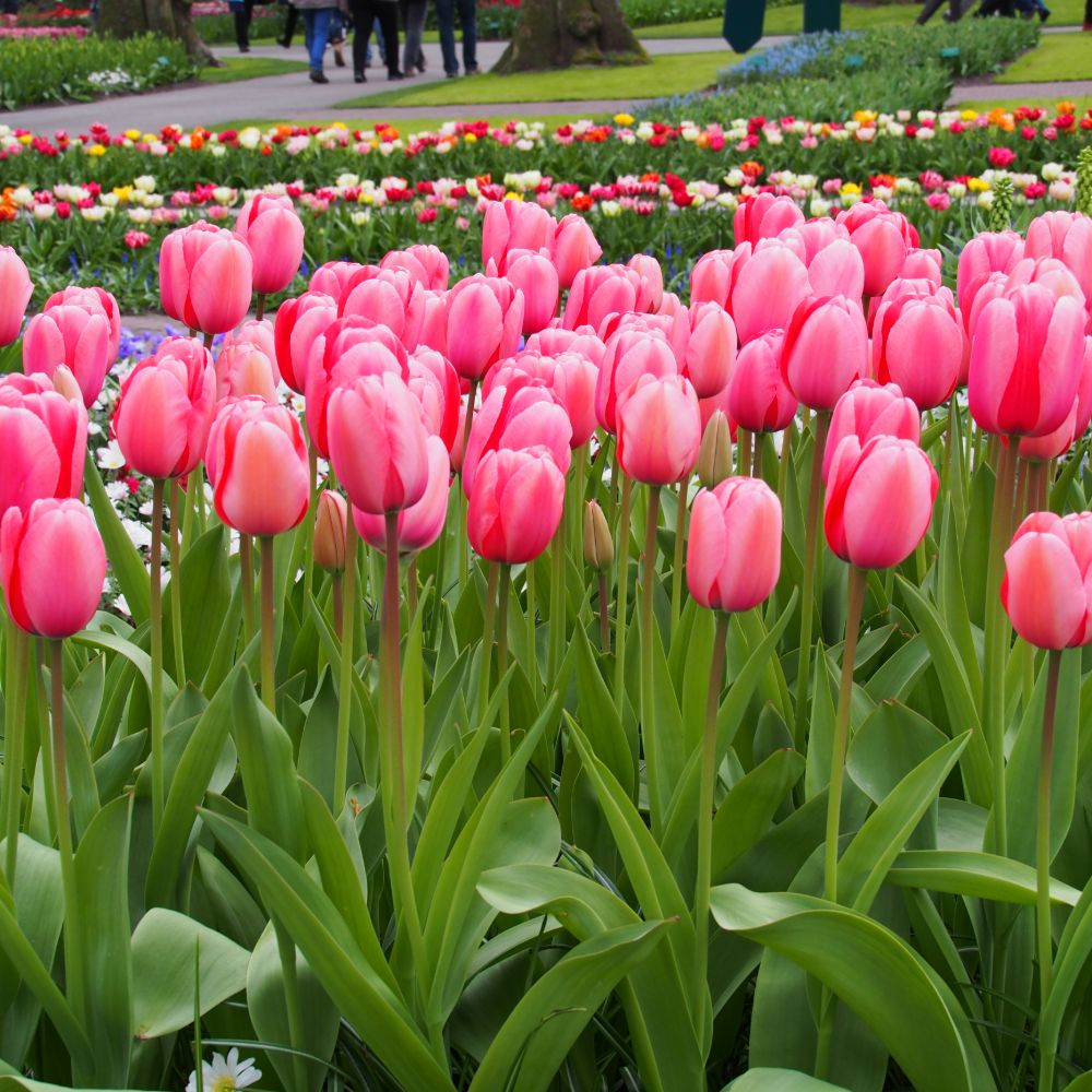 Tulipa Pink Impression 10 st. BIO