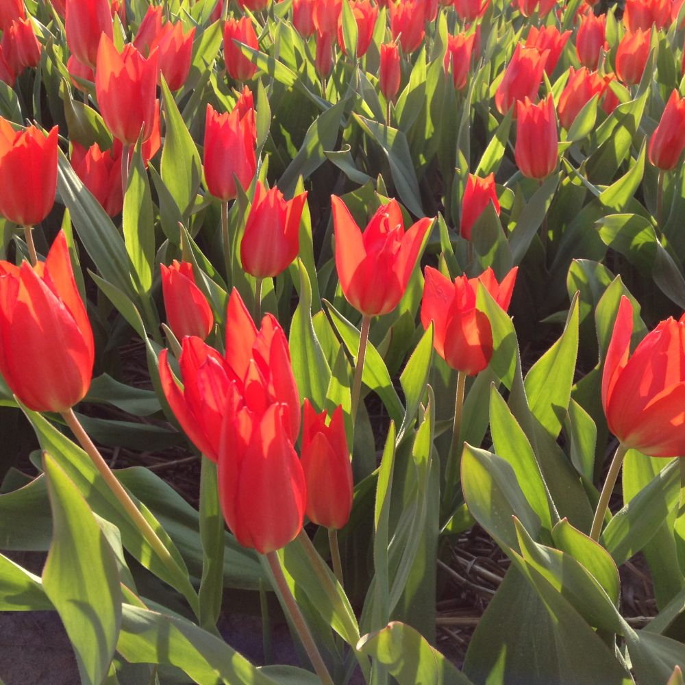Tulipa Praestans Zwanenburg 10 st. BIO