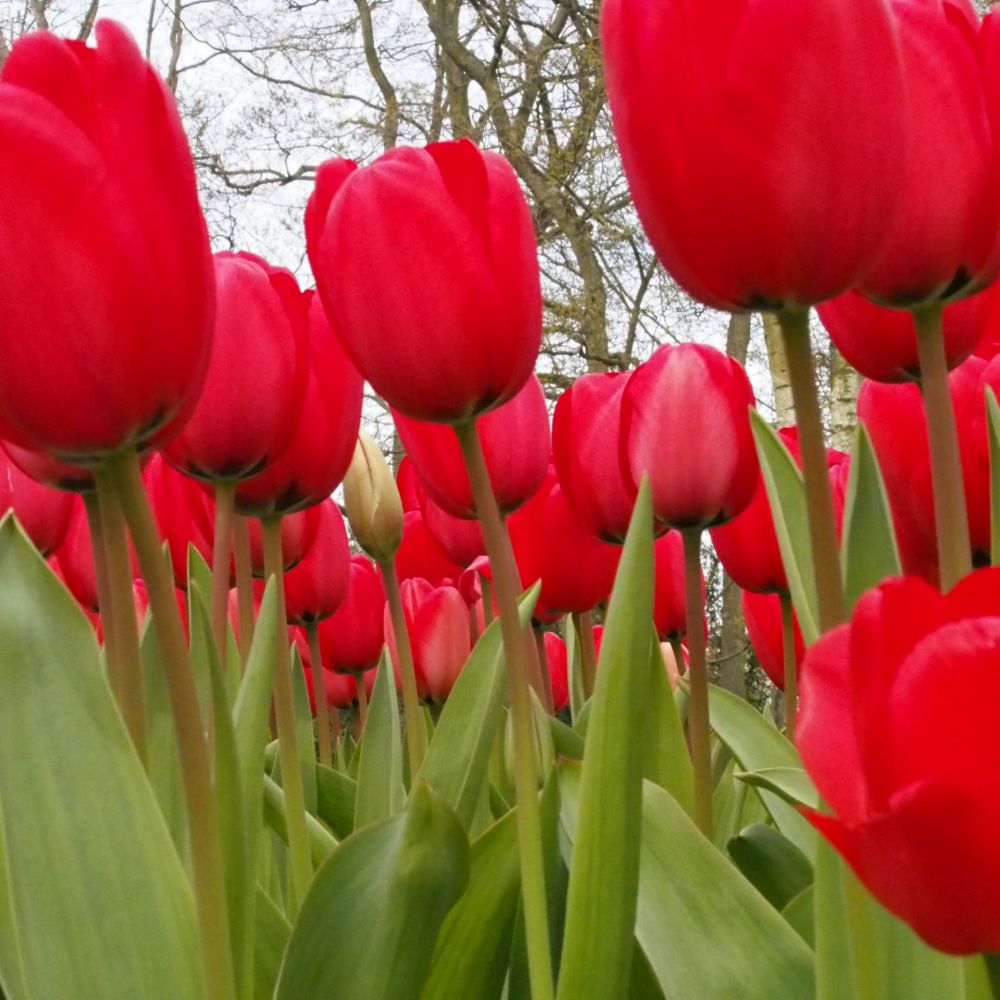 Tulipa Red Impression 10 st. BIO