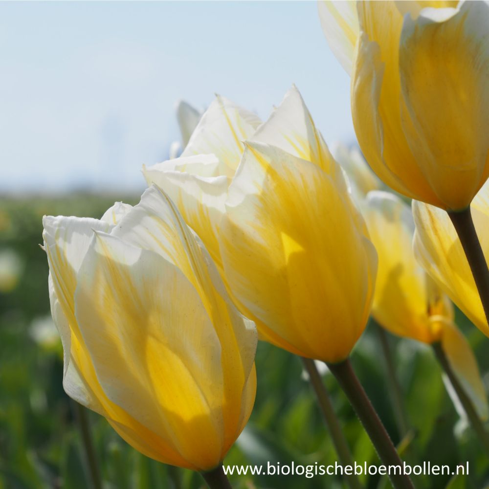 Tulipa Sweetheart 10 st. BIO