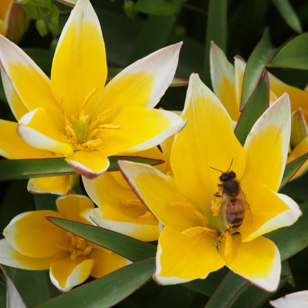 Tulipa Tarda 10 st. BIO