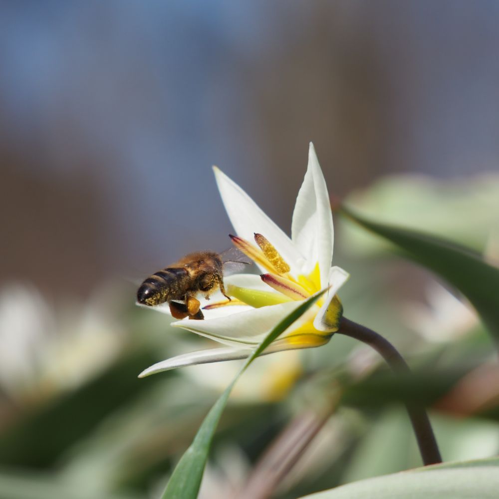 Tulipa Turkestanica 10 st. BIO