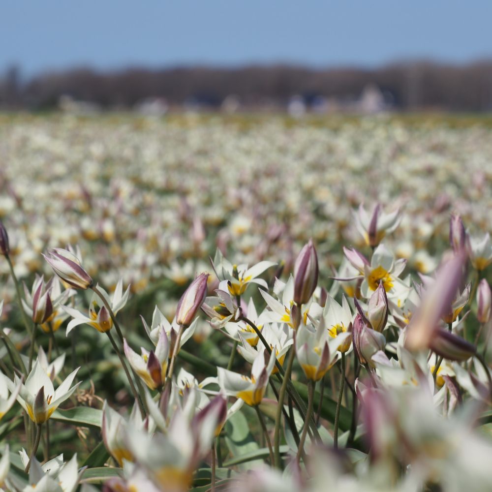 Tulipa Turkestanica 10 st. BIO