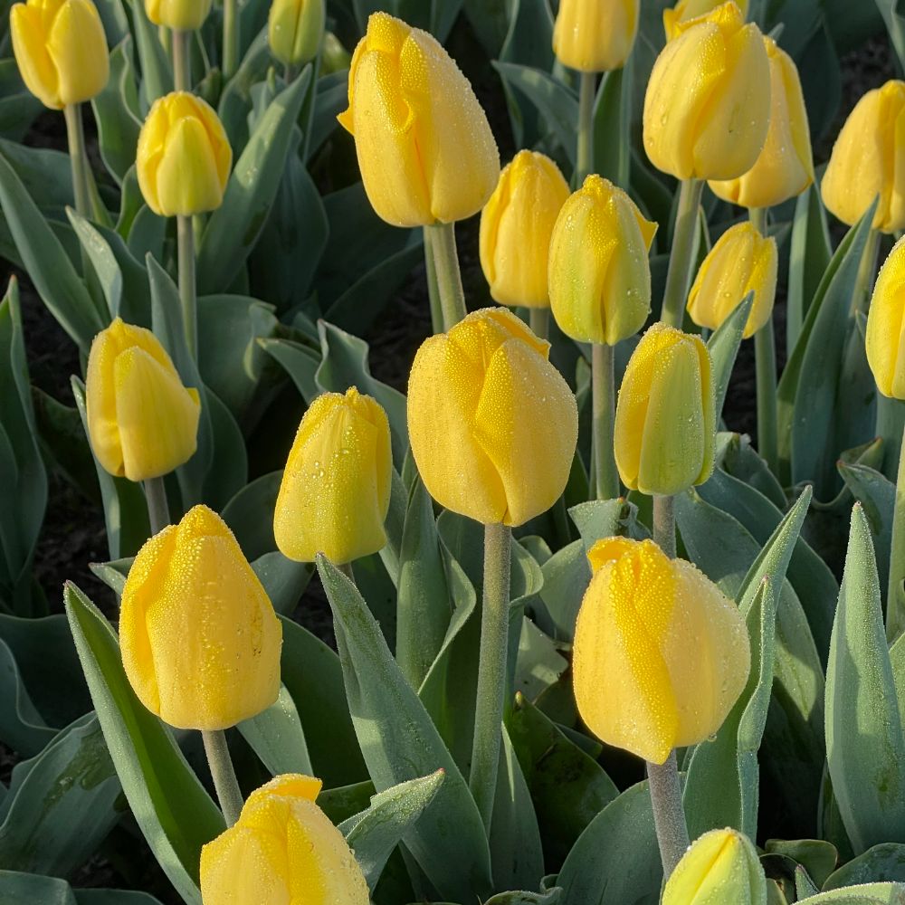 Tulipa Novi Sun 10 st. BIO