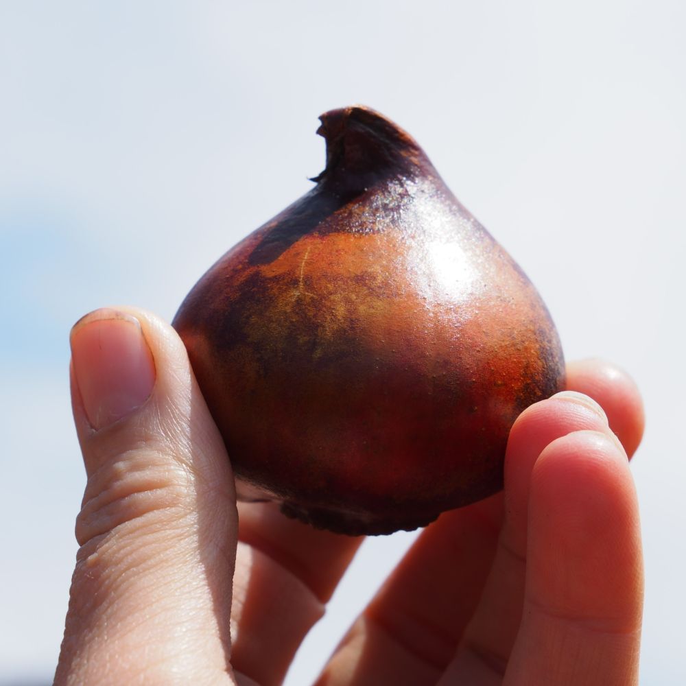 Handige tips voor het planten van bloembollen