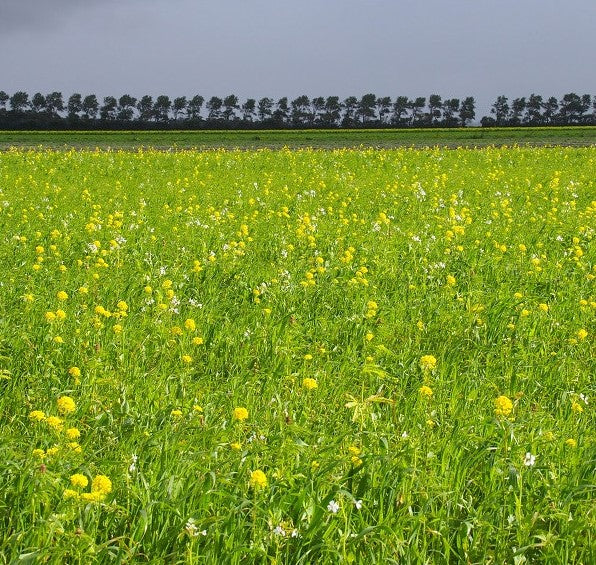 Gemengde groenbemester