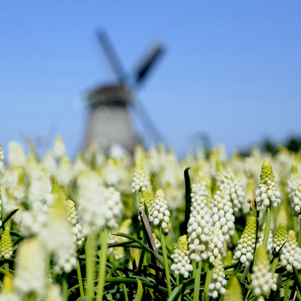 Bodembiologie en niet-kerende grondbewerking