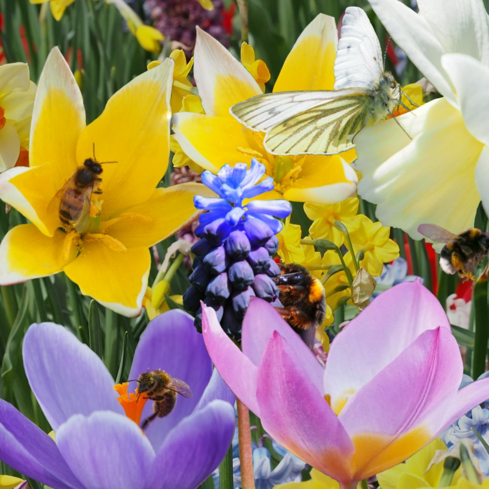Speciale mengsels Voorjaarsbloemen