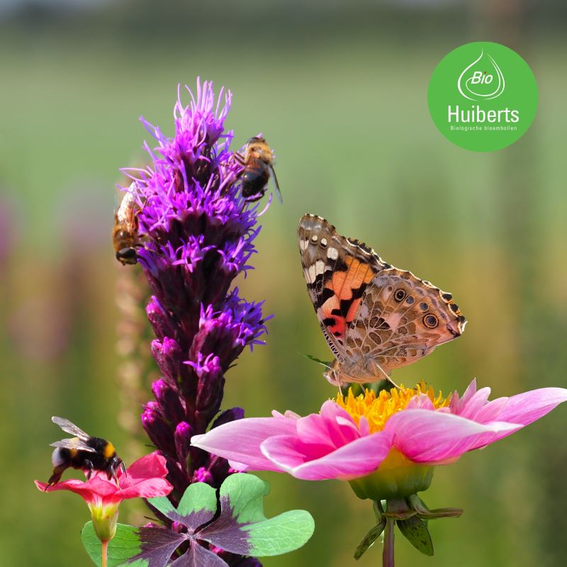 Zomerbloemen